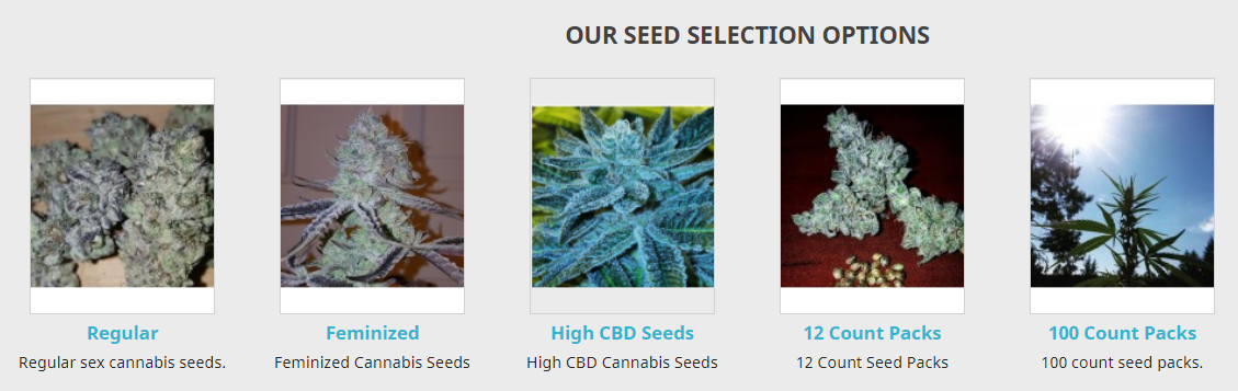 Our Seed Selcetion