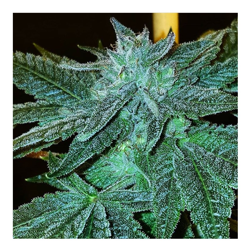 Candied Gelato Punch Gelato Punch x Candy Rain