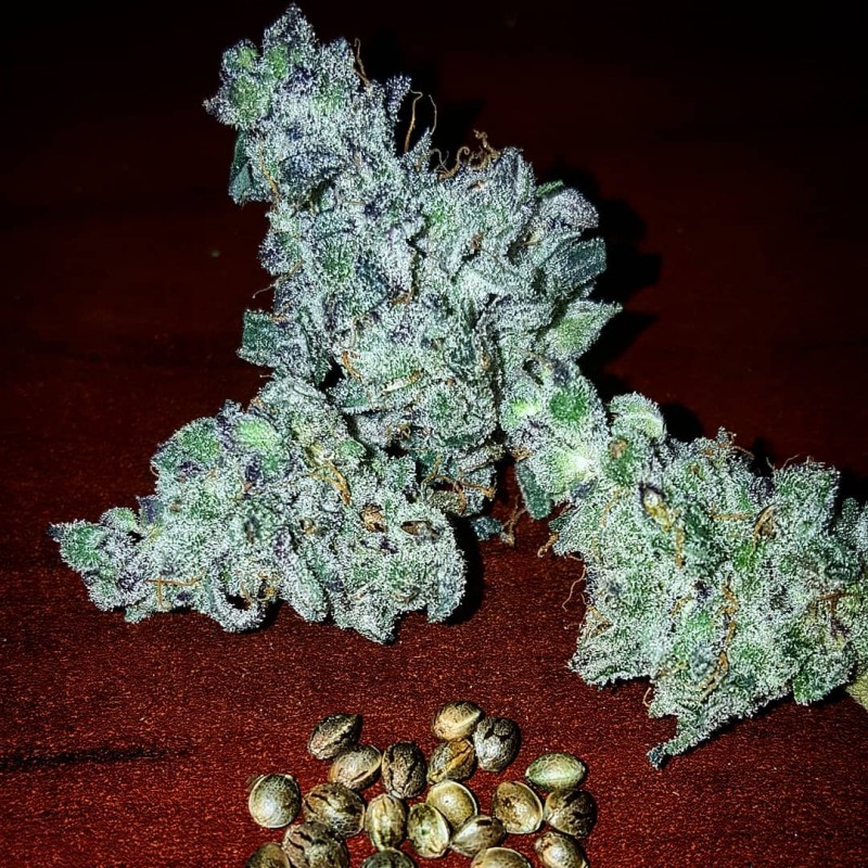 Blue Flurry F2 Ice Cream Cake x Blue Mac F2