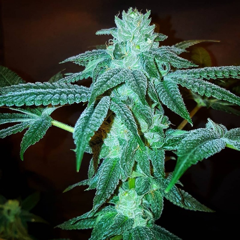 Blue Flurry F2 Ice Cream Cake x Blue Mac F2