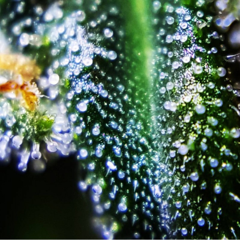 Sour 78 OG 78 x Headband x Sour Diesel